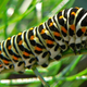 Image for article titled Meet the 20,000 new species we discovered in a single year